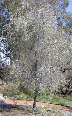 Weeping Myall, Weeping Acacia(Acacia pendula)