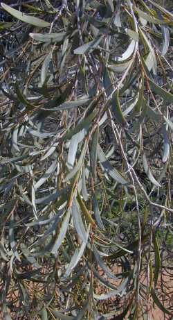 Weeping Myall, Weeping Acacia(Acacia pendula)