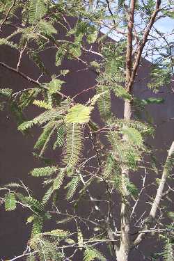 Fernleaf Acacia, Sierra Madre Acacia, Huizache(Acacia pennatula)