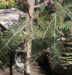 Fernleaf Acacia, Sierra Madre Acacia, Huizache(Acacia pennatula)