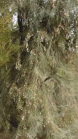 Waddy Wood(Acacia peuce)