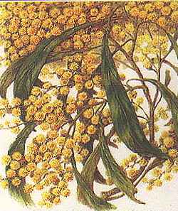 Golden Wattle(Acacia pycnantha)