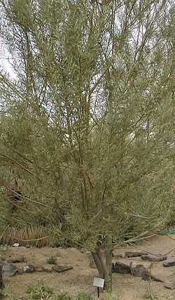 Skunk Tree, Summer scented wattle(Acacia rostellifera)