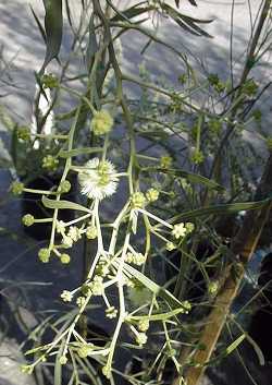 Willow Acacia, Australian Willow(Acacia salicina)