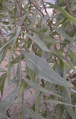Blue Leaf Wattle(Acacia saligna)