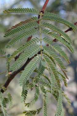 Twisted Acacia, Huizache Chino(Acacia schaffneri)