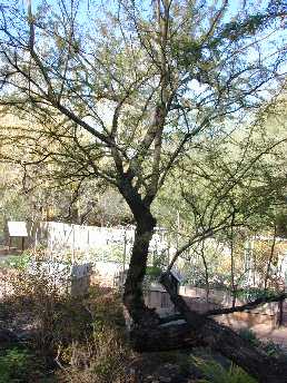 Twisted Acacia, Huizache Chino(Acacia schaffneri)