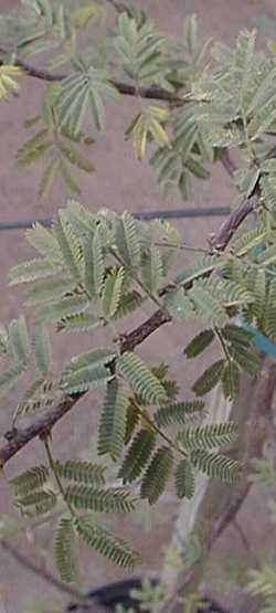 Sweet Acacia(Acacia farnesiana)