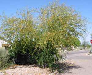 Sweet Acacia(Acacia farnesiana)