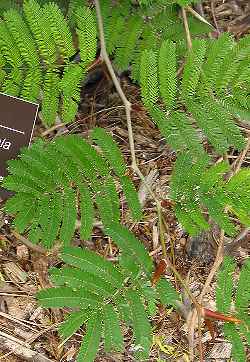 Bee Wattle, Bull's-Horn Acacia(Acacia sphaerocephala)