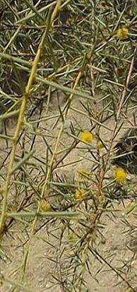 Dead Finish, Prickly Wattle(Acacia tetragonophylla)