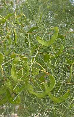 Minnieritchie(Acacia trachycarpa)