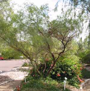 Minnieritchie(Acacia trachycarpa)