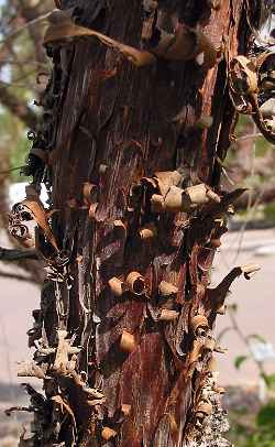 Minnieritchie(Acacia trachycarpa)