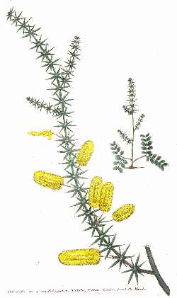 Prickly Moses, Prickly-leaved Wattle(Acacia verticillata)