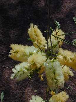 Palo Blanco, Willard's Acacia(Mariosousa willardiana)