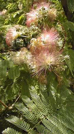 Silk Tree(Albizia julibrissin)