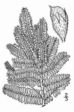 Leadplant, Shoe-strings(Amorpha canescens)