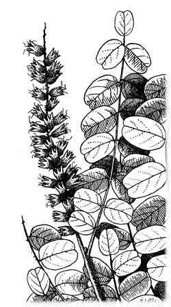 Desert False Indigo(Amorpha fruticosa)