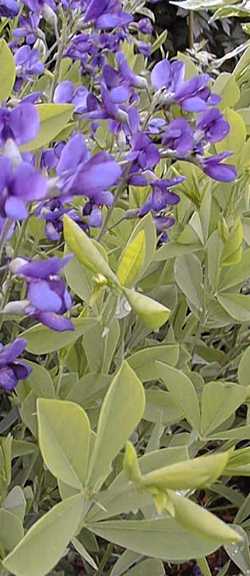 False Indigo, Wild Indigo(Baptisia australis)