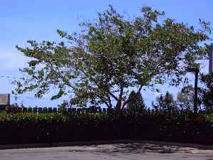 Hong Kong Orchid-Tree(Bauhinia Χ blakeana)