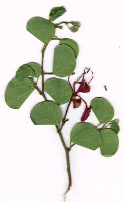 Red Bauhinia, Pride of De Kaap, African plume(Bauhinia galpinii)