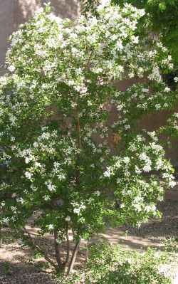 Anacacho Orchid Tree