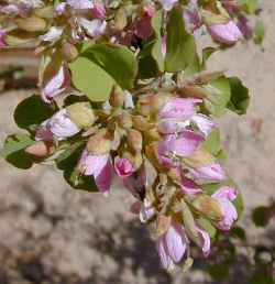 Anacacho Orchid Tree, Texas Plume(Bauhinia lunarioides)