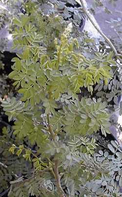 Californian Bird of paradise(Caesalpinia californica)