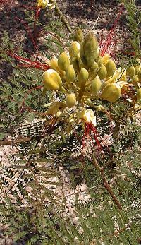 Bird of Paradise Bush, Desert Bird of Paradise(Erythrostemon gilliesii)