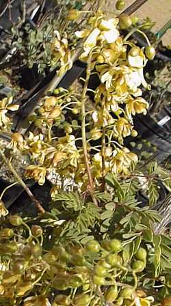 Curly Paela(Caesalpinia platyloba)