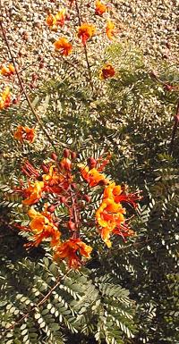 Red Bird of Paradise, Pride of Barbados(Caesalpinia pulcherrima)