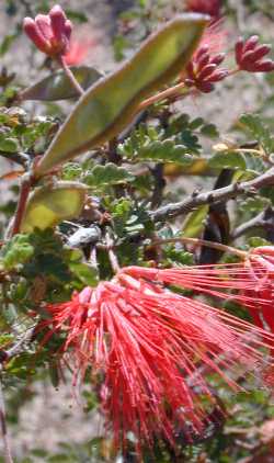 Red Fairy Duster, Baja Fairy Duster(Calliandra californica)