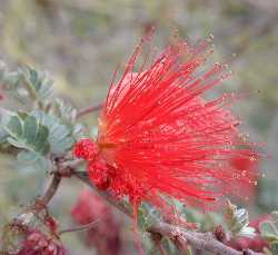 Red Fairy Duster, Baja Fairy Duster(Calliandra californica)
