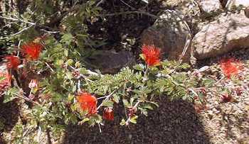 Red Fairy Duster, Baja Fairy Duster(Calliandra californica)