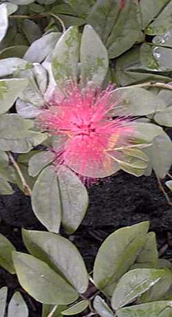 Powder Puff(Calliandra emarginata)