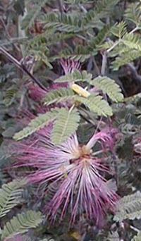 Fairy Duster, Pink Fairy Duster, Mock Mesquite(Calliandra eriophylla)