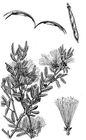 Fairy Duster, Pink Fairy Duster, Mock Mesquite(Calliandra eriophylla)