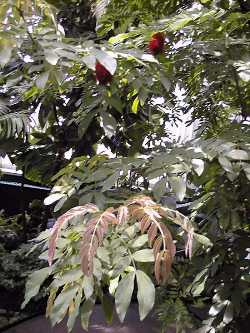 Blood Red Tassel Flower, Red Powderpuff(Calliandra haematocephala)
