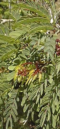 (Zapoteca formosa ssp. rosei )