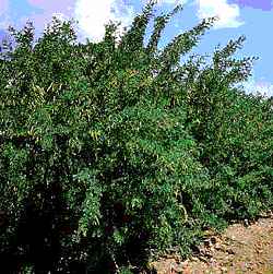 Siberian Pea Shrub(Caragana arborescens)