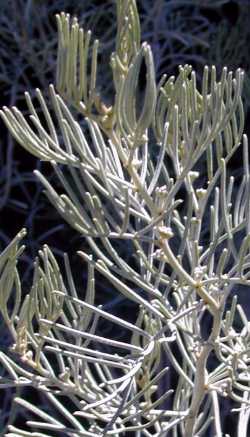 Feathery Cassia, Silver Cassia(Senna artemisioides)