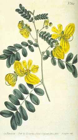 Twin Flowered Cassia(Cassia biflora)