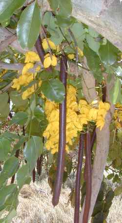 Golden Shower Tree, Indian Laburnum, Purging Cassi(Cassia fistula)
