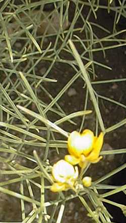 Desert Cassia(Senna artemisioides ssp. filifolia )