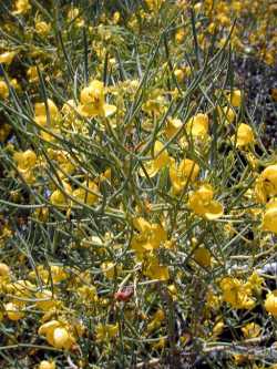 Desert Cassia(Senna artemisioides ssp. filifolia )