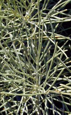 Desert Cassia(Senna artemisioides ssp. filifolia )