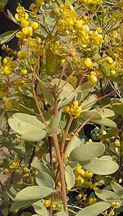 Limestone Cassia, Oval-leaf Cassia(Senna artemisioides ssp. oligophylla )