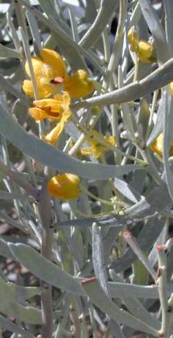 Silvery Cassia, Silver Leaf Cassia(Cassia phyllodinea)