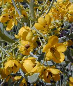 Silvery Cassia, Silver Leaf Cassia(Cassia phyllodinea)